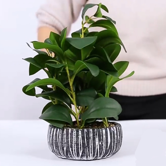 Alpha Acc NWT 12.8"H Faux Baby Rubber Plant In Stoneware Pot Peperomia Obtusifol - Picture 2 of 8